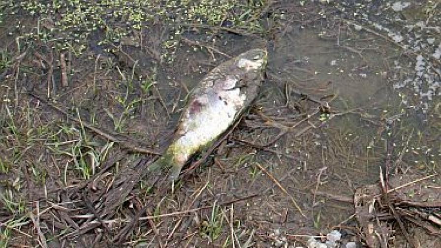 Мъртва риба изплува от язовир край Търговище