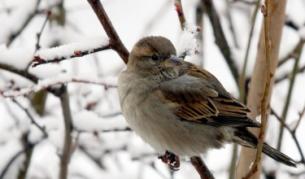 Априлски сняг в Родопите