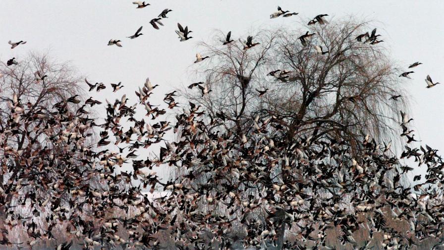 Избиват нюйоркските гъски