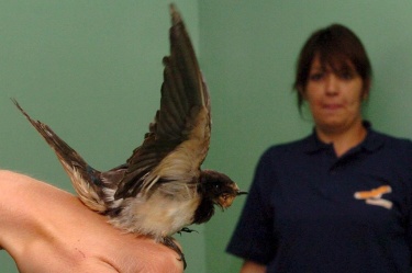 Козирка на летището в Пловдив - когато отлетят лястовичките