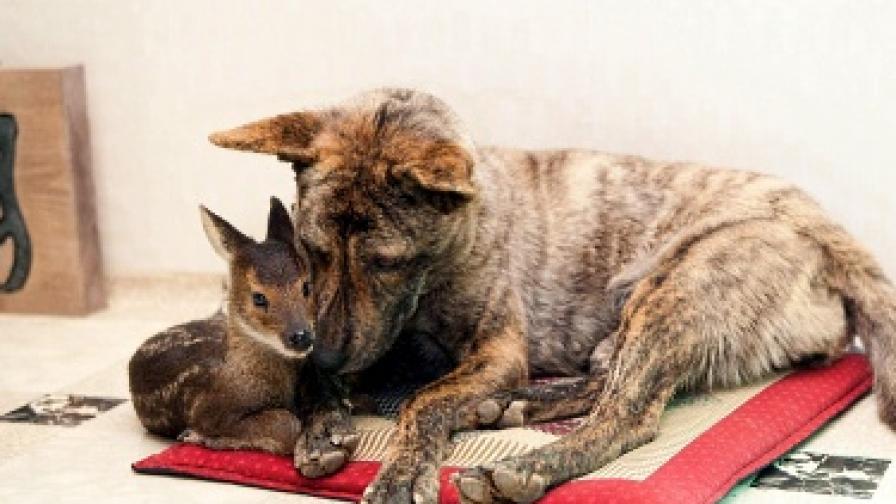 В Южна Корея пък куче осинови новородено лосче