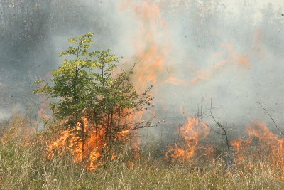 Две вили и 20 дка гора изгоряха край Стара Загора