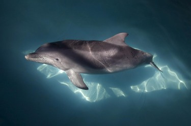 Тези лоши, мокри делфинчета 