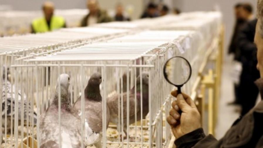 Китайската мафия краде белгийски гълъби