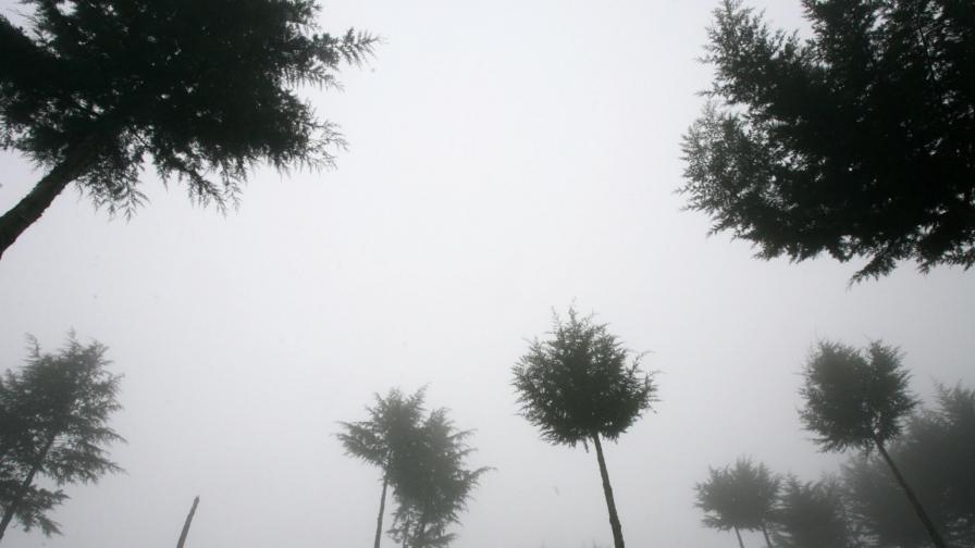 100 хил. изкуствени дървета ще "смучат" CO2