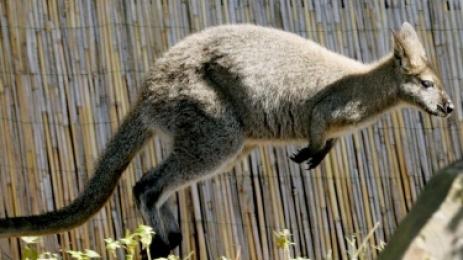 Кенгурата смъртоносна опасност за шофьорите