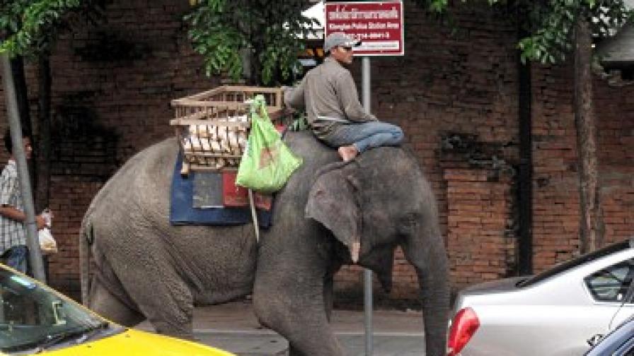 В Тайланд отвличат слонове за откуп