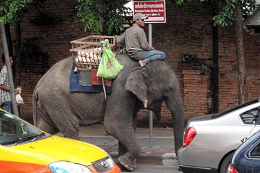 В Тайланд отвличат слонове за откуп