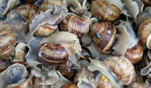 Нестандартно животновъдство: Отглеждаме охлюви за износ