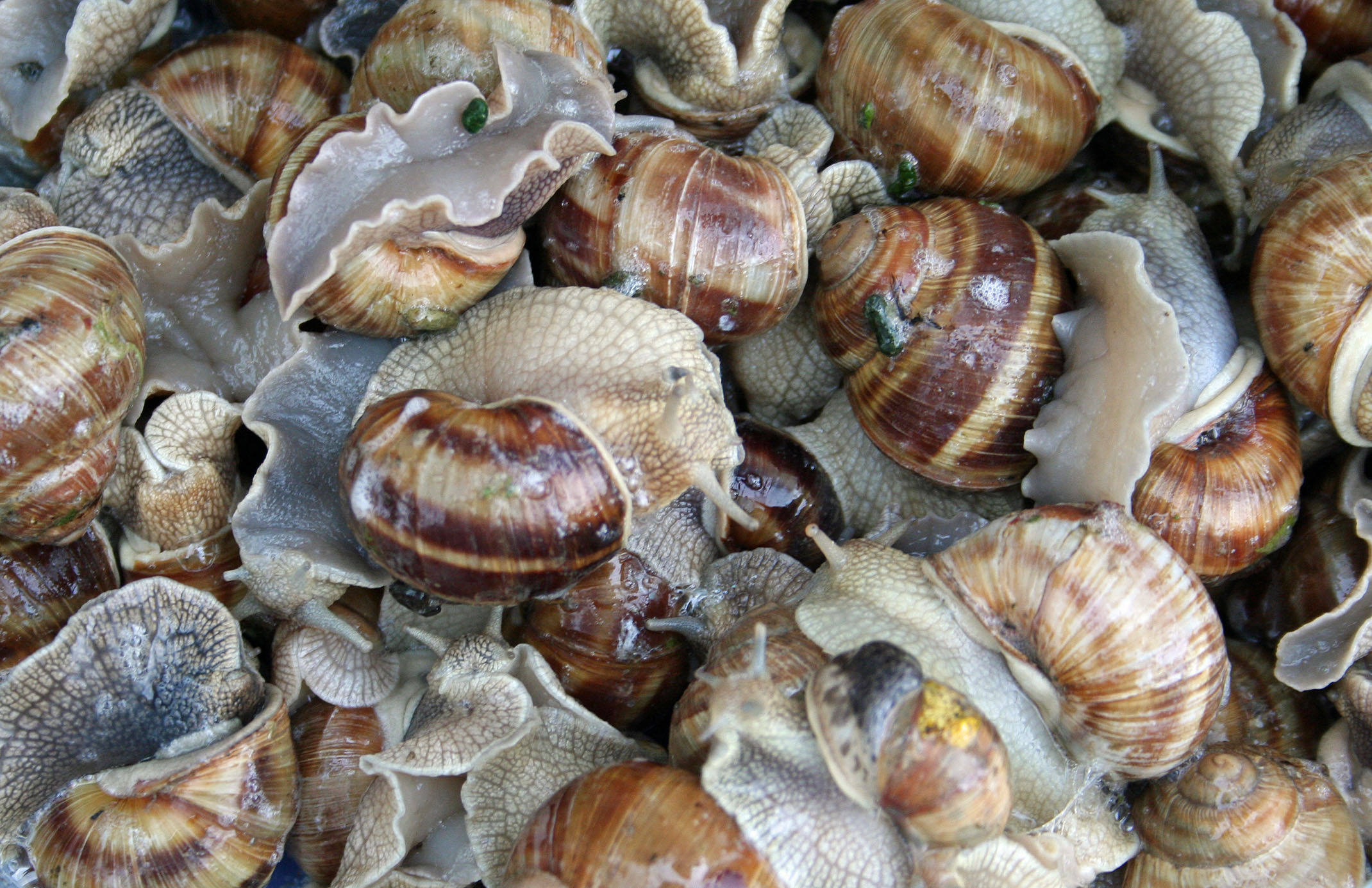 Нестандартно животновъдство: Отглеждаме охлюви за износ