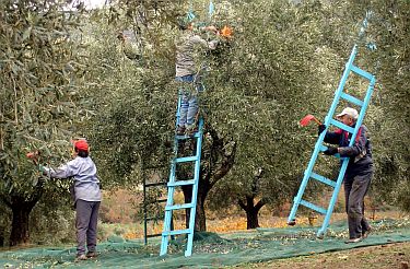 Сп. "Еспресо": Италиански фермери експлоатират имигранти като роби