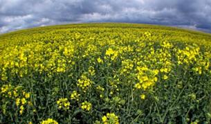 В последните години рапицата, която се отглежда за производство на биогориво, става все по-популярна у нас