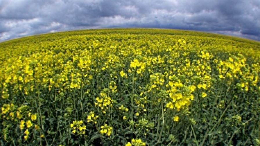 В последните години рапицата, която се отглежда за производство на биогориво, става все по-популярна у нас