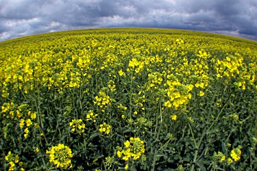 До 2011 г.: 4% биогорива в транспорта