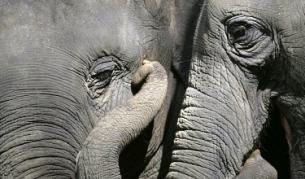 Полски политик набеди слон, че е гей, без да знае, че хомосексуалното поведение е нормално при животните в плен