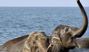 Слонове се забавляват във водата