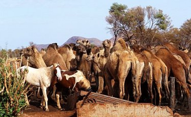 Пак искат геноцид за камилите в Австралия