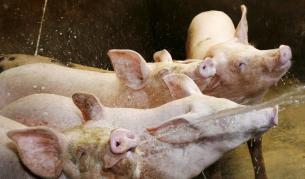 Прасенца в свинеферма се радват на новината.