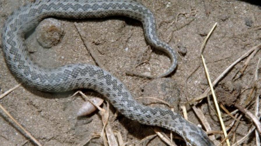 Ухапаните от змии: 5,5 млн. годишно