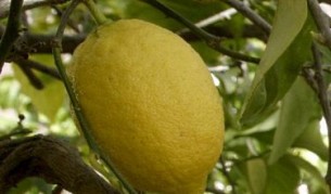 10 години затвор заради половин лимон