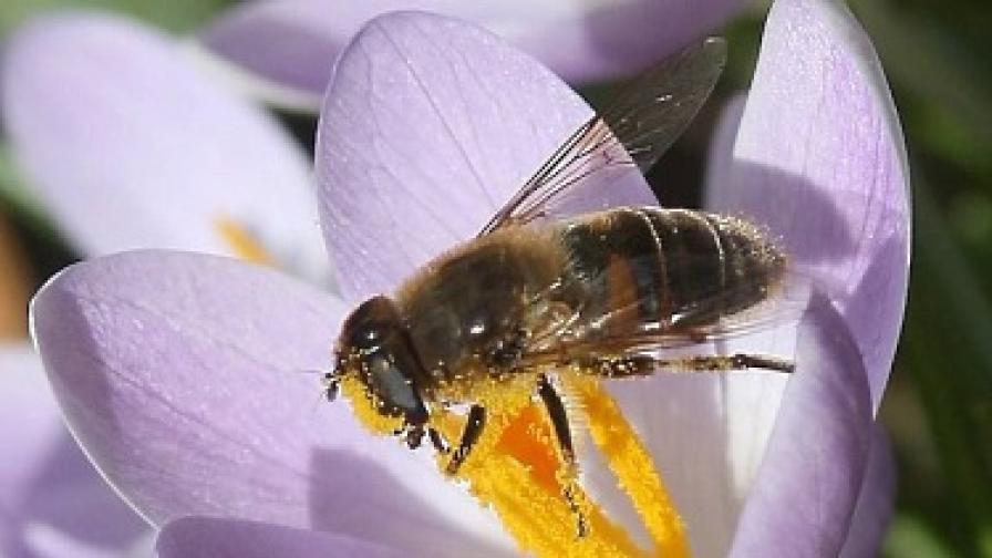 Токсинът, който пчелите отделят, служи като природно лекарство