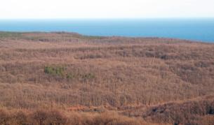 През последните години най-много заменки на гори са били извършени по Черноморието