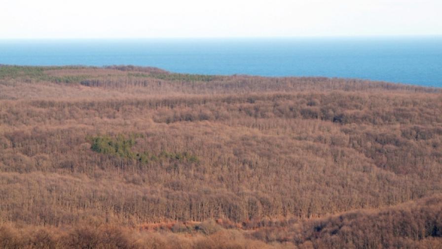През последните години най-много заменки на гори са били извършени по Черноморието