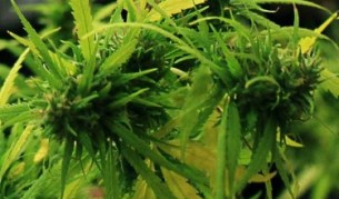 При обиските на задържаните и домовете им е намерена марихуана и хапчета