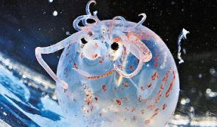 Надуваемата сепия