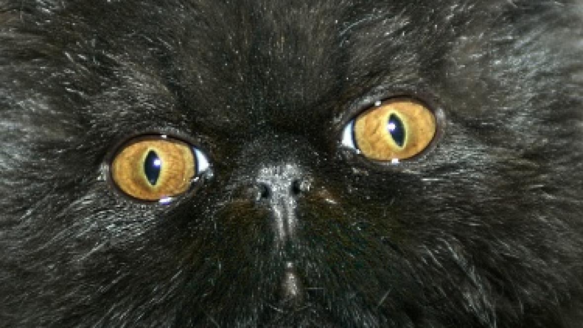 Черните котки изглежда са популярни не само за Хелоуин в