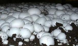 Българи нелегално отглеждат гъби в Холандия