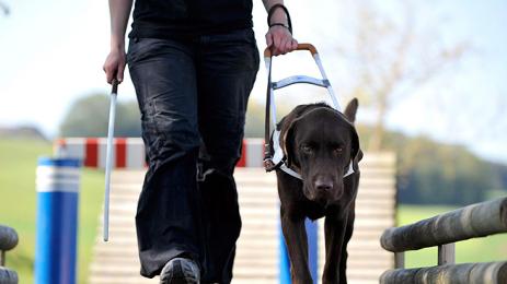 Скоро вместо с кучета водачи незрящите ще могат да се