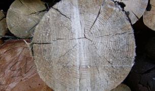 Спряха смяната на лифт в Банско заради незаконна сеч 