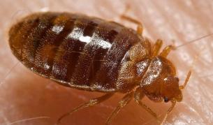 Креватна дървеница (Cimex lectularius)