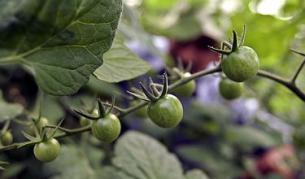 Стотици хиляди растения - с двойници