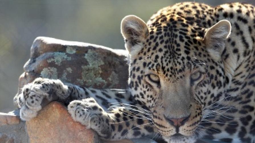 Как леопардът е получил петната си