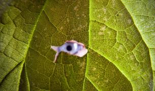 Слепци прогледнаха с имплант в ретината