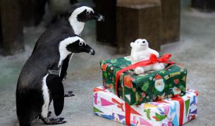 Започна голямото коледно препродаване