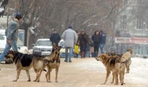 Държавата е длъжна да ни пази от бездомни кучета