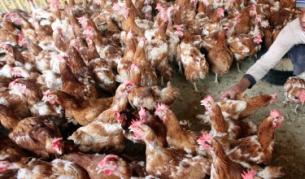 Птичият грип се завръща в Турция?