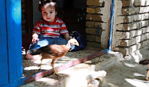 Създадоха ГМО пилета, които не предават птичи грип