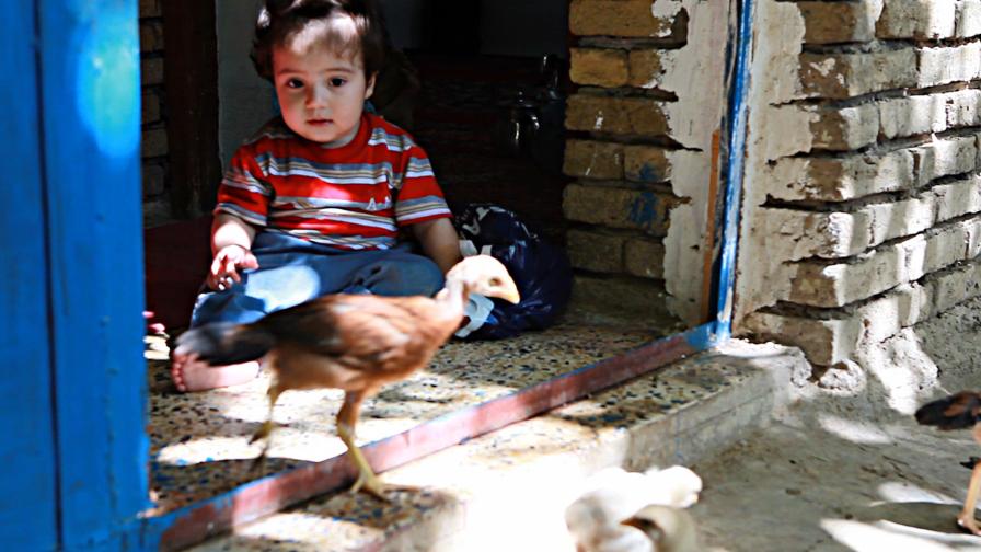 Създадоха ГМО пилета, които не предават птичи грип