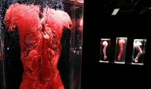 Създадоха човешки вени в лаборатория