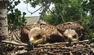 Двете царски орлета Буря и Станчо току що са били опръстенени и са им били поставени предаватели