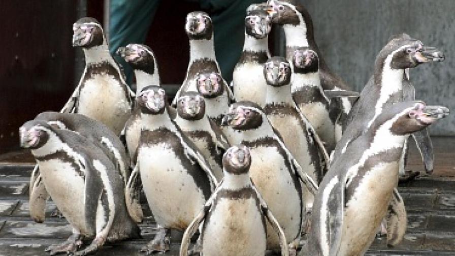 Пингвини ще са новите обитатели на столичния зоопарк
