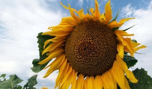 Разследват картел при олиото