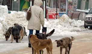 9000 са бездомните кучета в София
