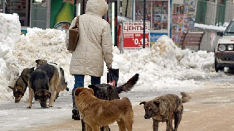 9000 са бездомните кучета в София