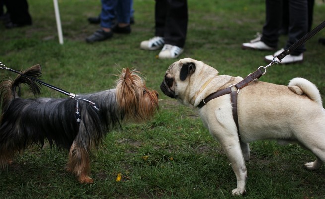 Този уикенд: Проверяват дали чистим след кучето в парка