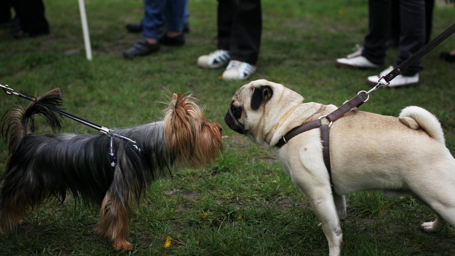 Този уикенд: Проверяват дали чистим след кучето в парка